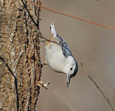 White-breasted Nuthatch