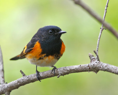 American Redstart