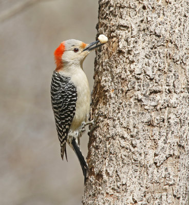 Red-bellied Woodpecker