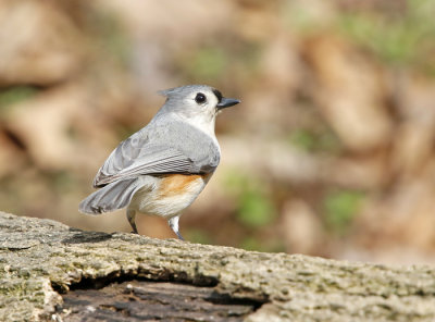 Tufted Titmouse