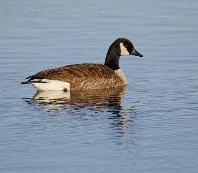 Canada Goose