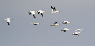 Snow Geese