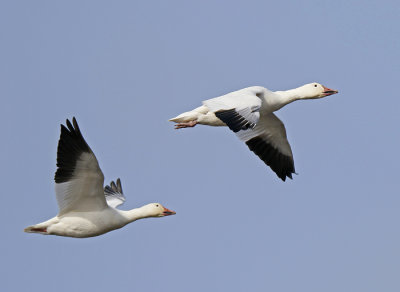 Snow Geese