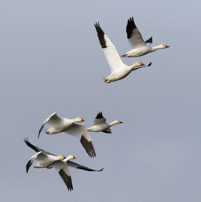 Ducks, Geese & Swans