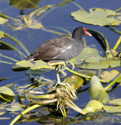 Common Moorhen