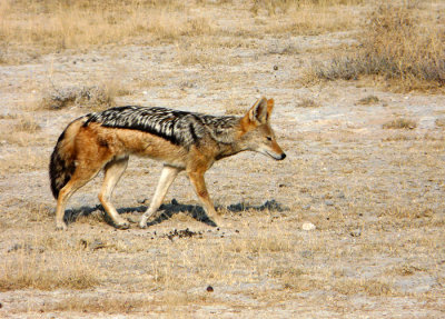 Black-backed Jackal