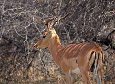 Impala