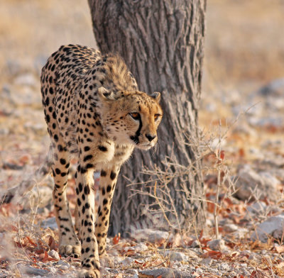 Cheetah Hunt