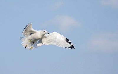 Ring-billed Gull