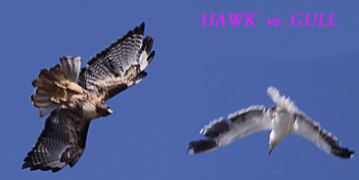 hawk vs gull.jpg