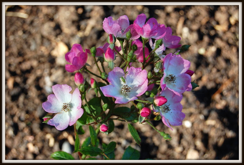 Dog Roses