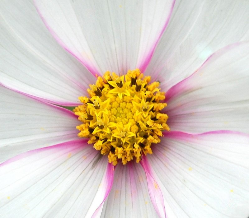 Flower detail