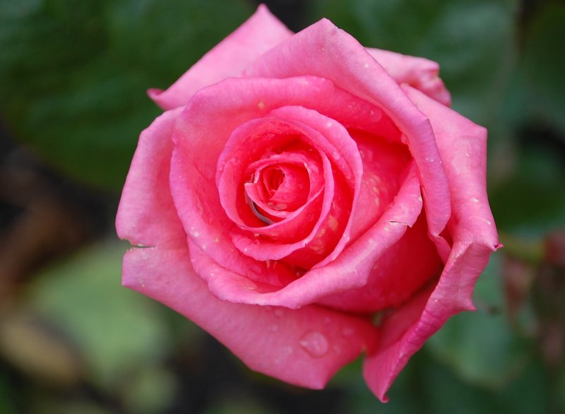 Roses 1