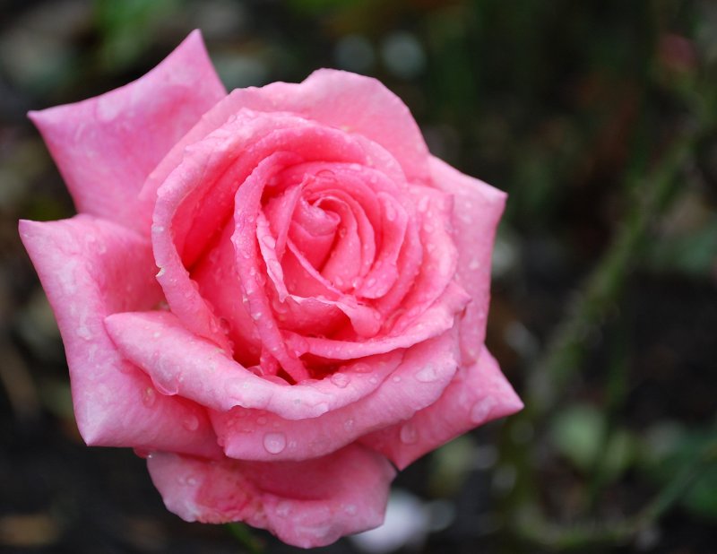 Roses 2