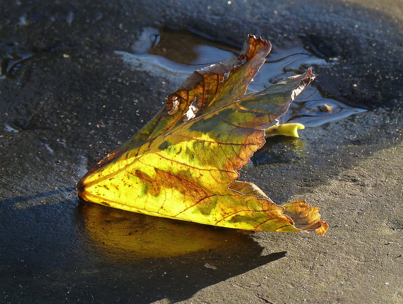 Early morning back lit leaf