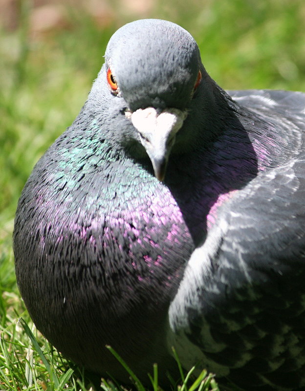 IMG_6535pp1.jpg