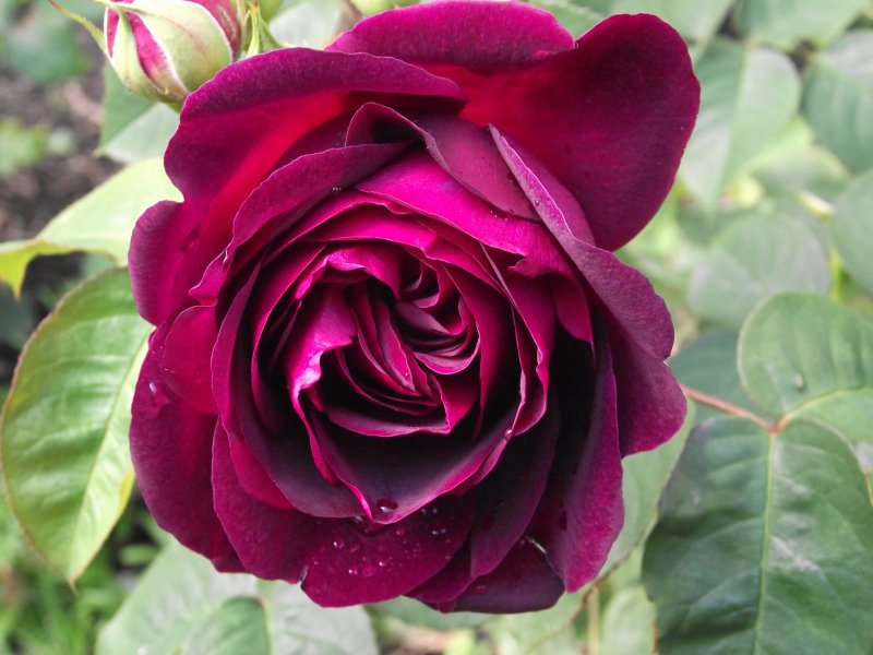 Deep Red Rose