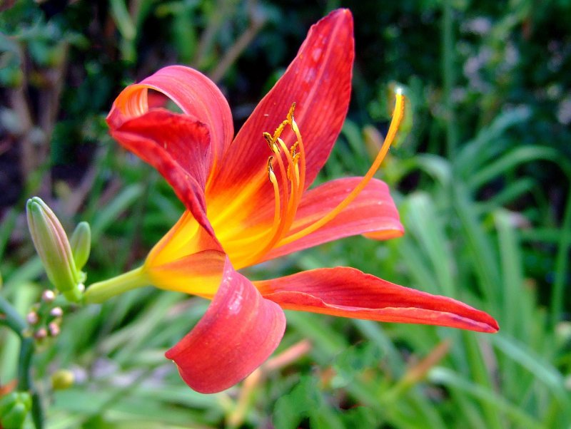 Challenge # 194   In  my Garden  Main Category