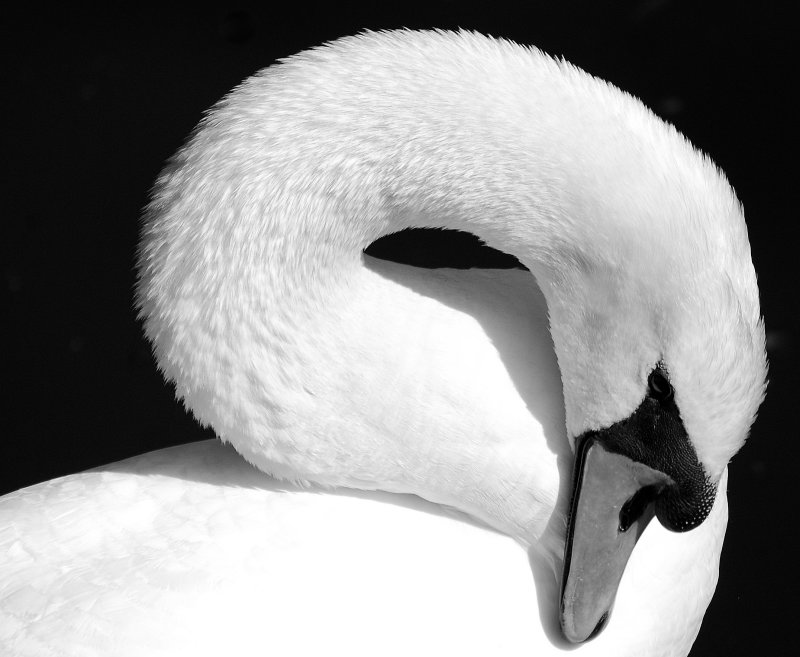 DSC_1931pp.jpg