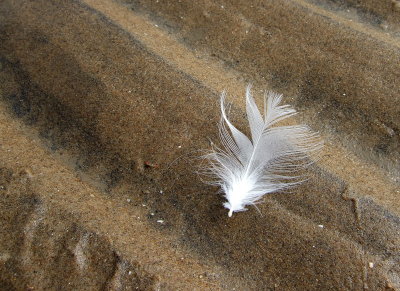 Feather on the sands 001.JPG