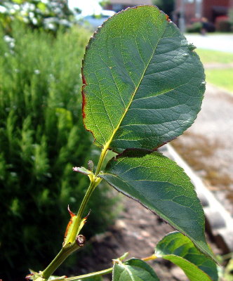 Rose leaf