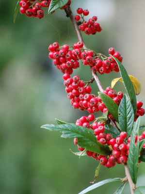 Berries