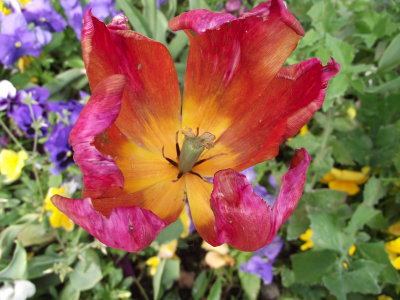 Tulip or Poppy?