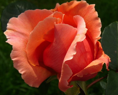Visit to the Rose Garden No.3