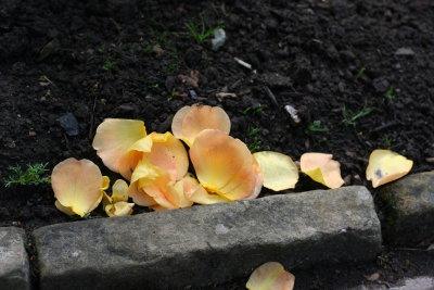 Fallen Petals
