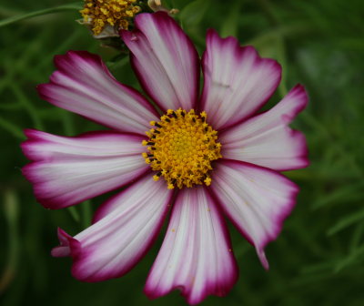 IMG_6460pp.jpg