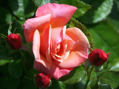 IMG_6502pp.jpg