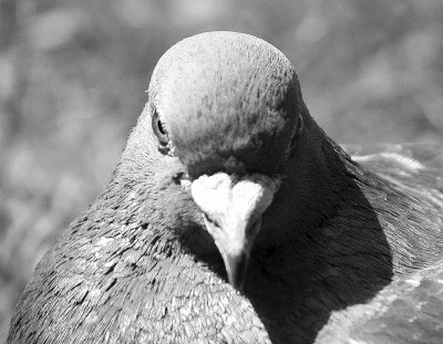                Killer Pigeon ?

   Are you talking to me, ARE YOU TALKING TO ME!!