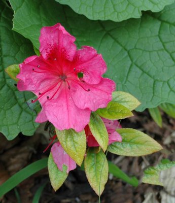 DSC_0162pp2.jpg