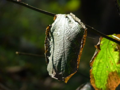 Leaf