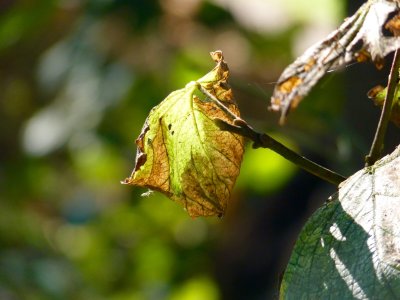 Autumn leaf