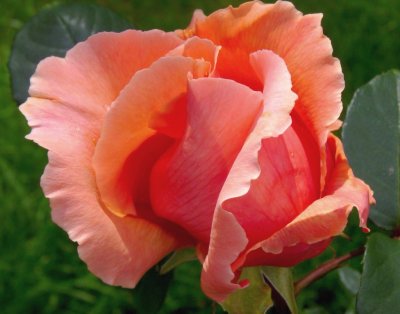 rose