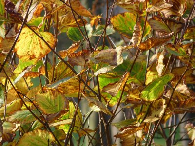 Autumn Colours