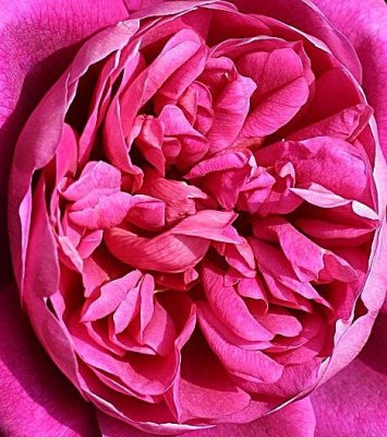 Rose detail