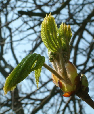 Tree Bud