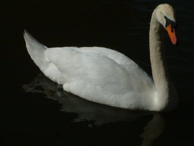 Swan in the fading light