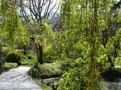 Spring in Ashton Gardens