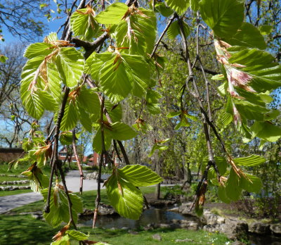 Springtime in Ashton Gardens 2