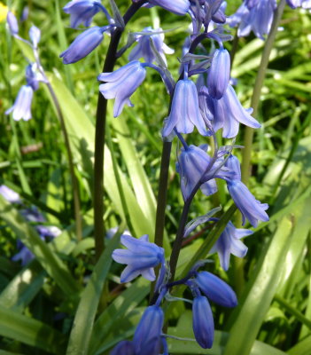 Bluebells