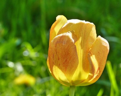 Tulip 2