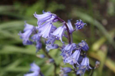 Bluebells in May