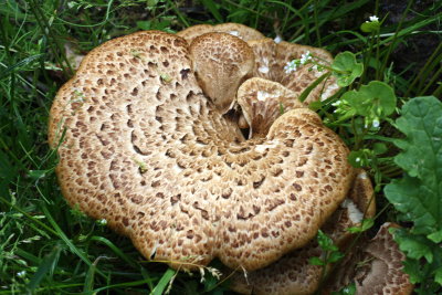 Fungus disguised as a Snake or Snake disguised as a Fungus?
Fungus really