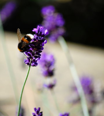 DSC_0141pp.jpg