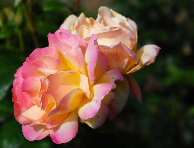 DSC_0178pp.jpg
