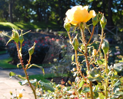 Early morning in the Rose Garden