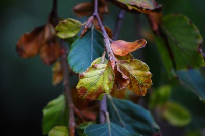 Nikon D40
200mm f5.6 iso 200
35mm equiv 300mm